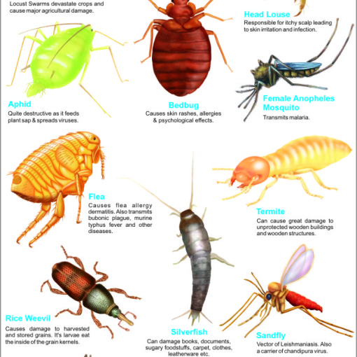 Insects Images With Names Chart