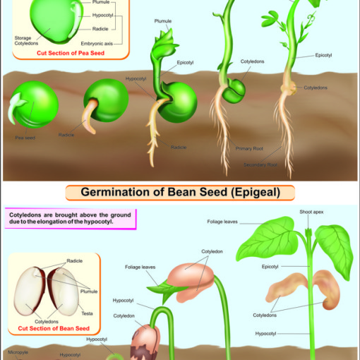 Bean Seed Growth Chart