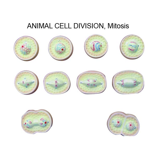 Animal Cell Division, Meiosis Models, Animal Cell Division, Meiosis  Modelsls Manufacturer, Hospital Animal Cell Division, Meiosis Modelsls  Suppliers, Animal Cell Division, Meiosis Modelsls, Hospital Animal Cell  Division, Meiosis Modelsls, Medical ...