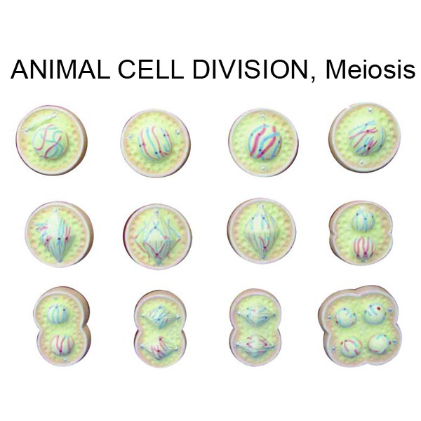 Animal Cell Division, Meiosis Models, Animal Cell Division, Meiosis  Modelsls Manufacturer, Hospital Animal Cell Division, Meiosis Modelsls  Suppliers, Animal Cell Division, Meiosis Modelsls, Hospital Animal Cell  Division, Meiosis Modelsls, Medical ...