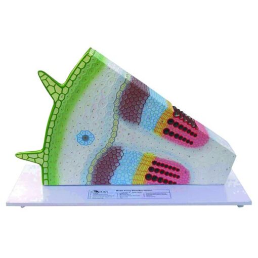 Dicot Stem, Dicot Stem Manufacturer, Hospital Dicot Stem Suppliers