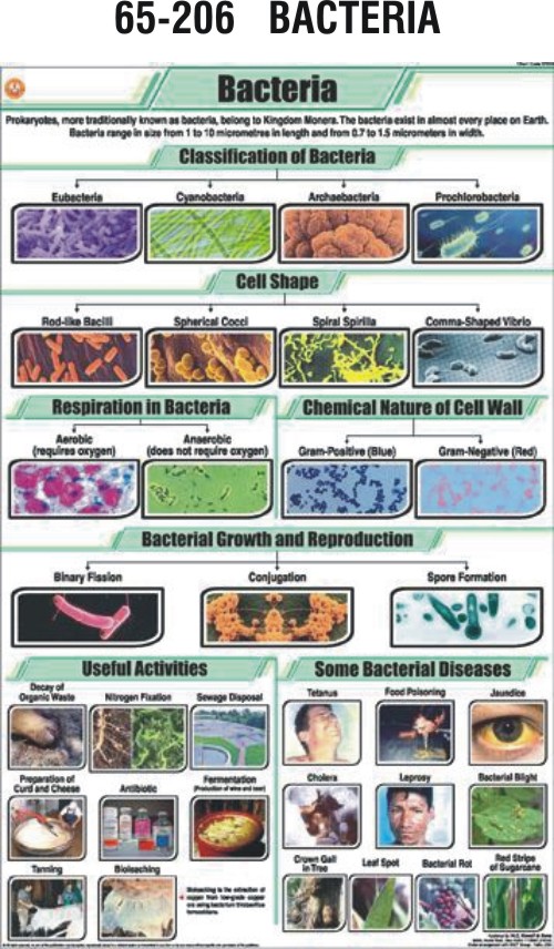 Classification Of Bacteria Flow Chart