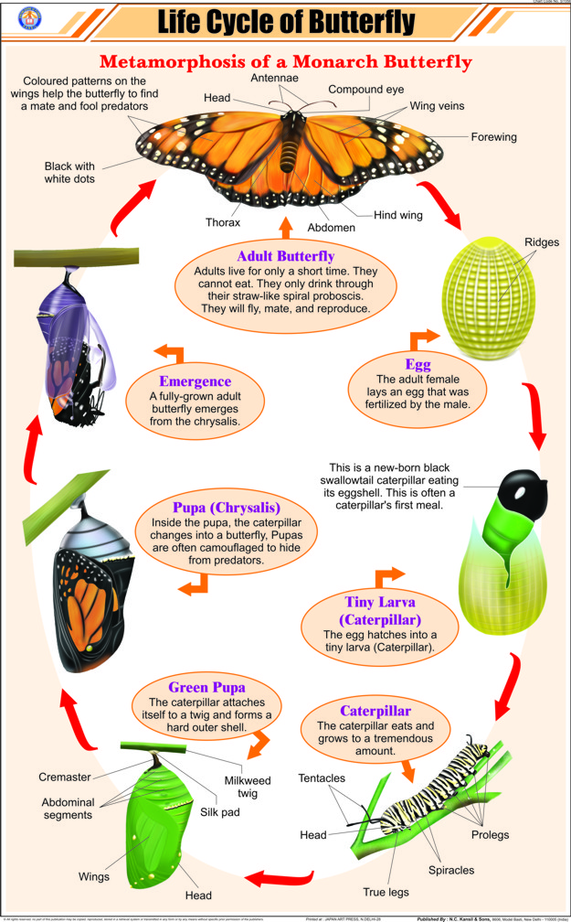 life-cycle-of-butterfly-chart-life-cycle-of-butterfly-chart