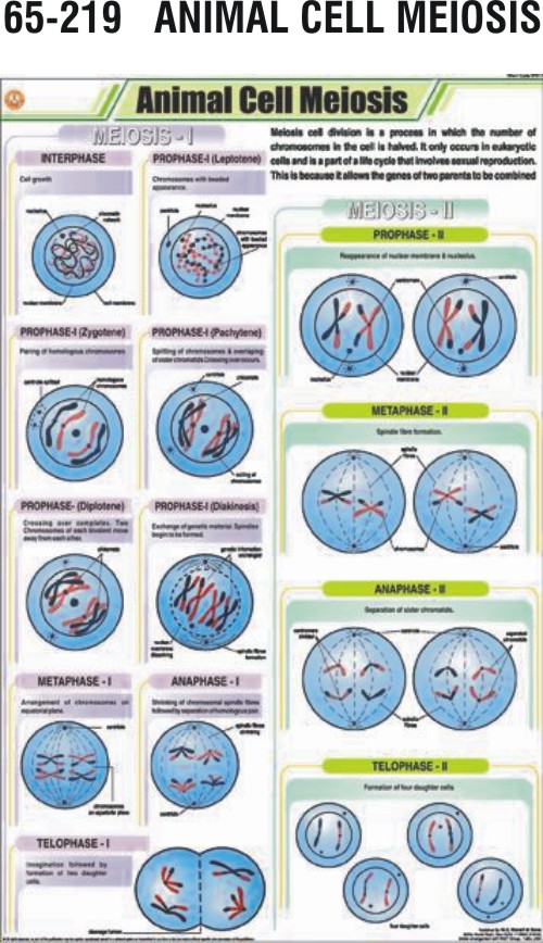 Animal Cell Meiosis Chart, Animal Cell Meiosis Chart Manufacturer, Hospital Animal  Cell Meiosis Chart Suppliers, Animal Cell Meiosis Chart, Hospital Animal  Cell Meiosis Chart, Medical Animal Cell Meiosis Chart, Educational Charts,  Hemc
