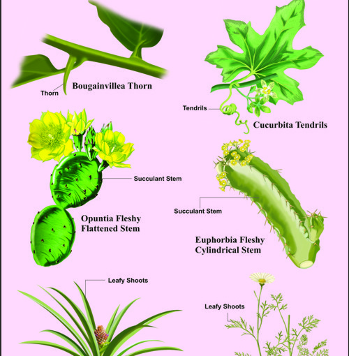 Homologous OrgansPlants, Homologous OrgansPlants Manufacturer