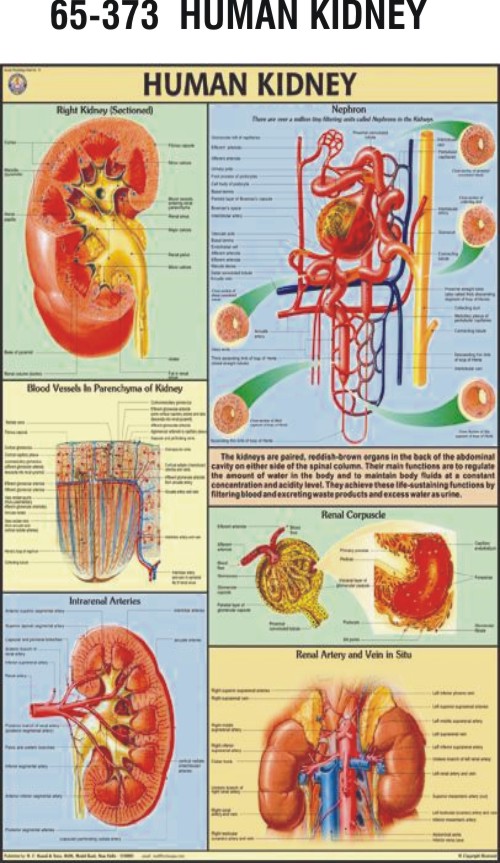 HUMAN KIDNEY - Hospital Equipment Manufacturing Company