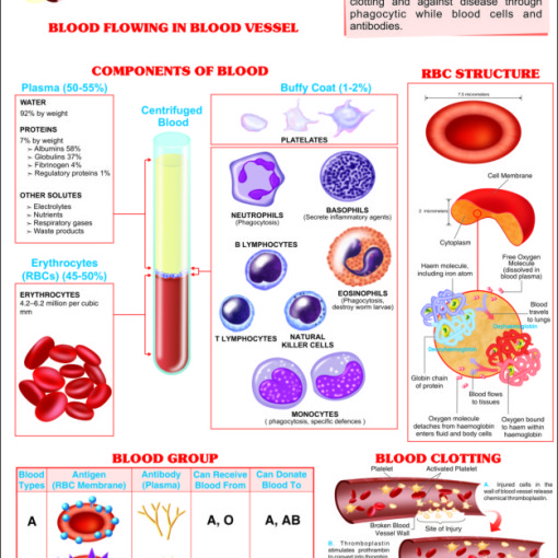 Components Of Human Blood Pie Chart
