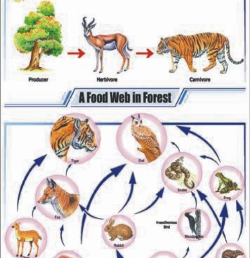 Forest Ecosystem Food Chain Biology Diagrams