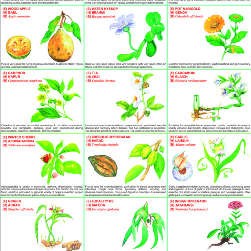 Medicinal Herbs And Their Uses Chart