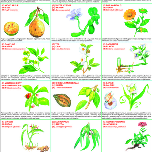 Medicinal Herb Chart