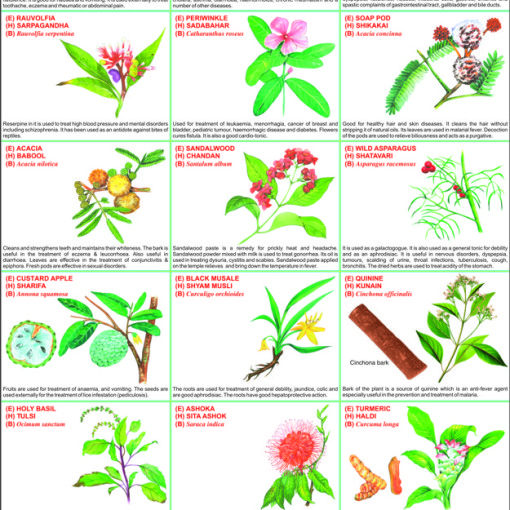 Medicinal Plants And Their Uses Chart